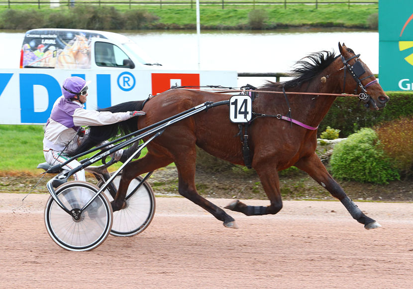 Viking d'Hermès, toujours ingambe à 11 ans