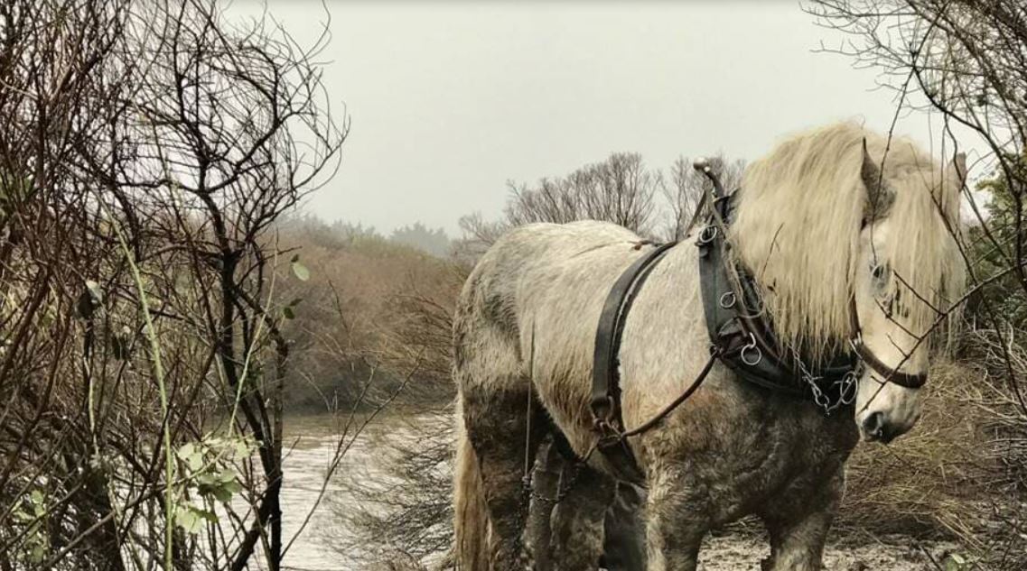 Pornic. Un cheval de trait pour retirer les plantes invasives