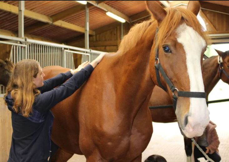 La Roche-sur-Yon. Bientôt une « écurie active » aux Établières