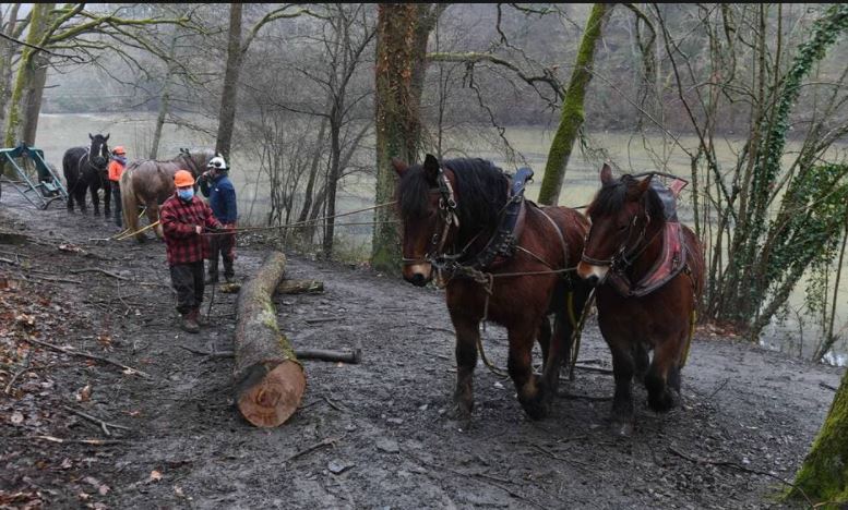 Angers. Débardage à cheval au parc Saint-Nicolas