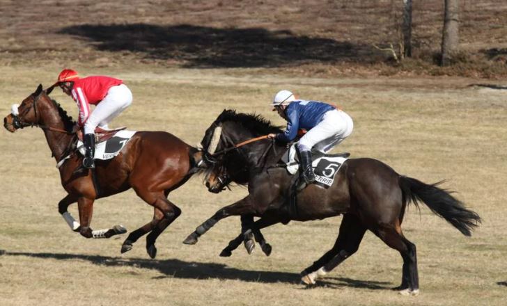 Saumur. La reprise des courses hippiques est annoncée à Verrie pour le 7 mars