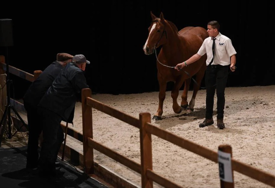 Angers. Le Salon du cheval se tiendra en novembre 2021