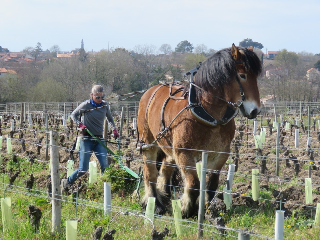 Loire-Atlantique. Le cheval fait son retour dans les vignes de muscadet