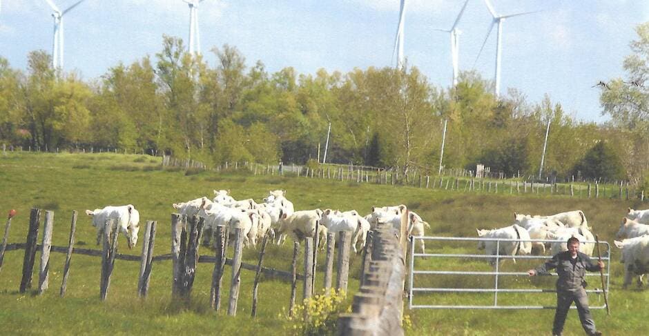 Les Velluire-sur-Vendée. Le communal déroule son tapis vert pour 500 bovins