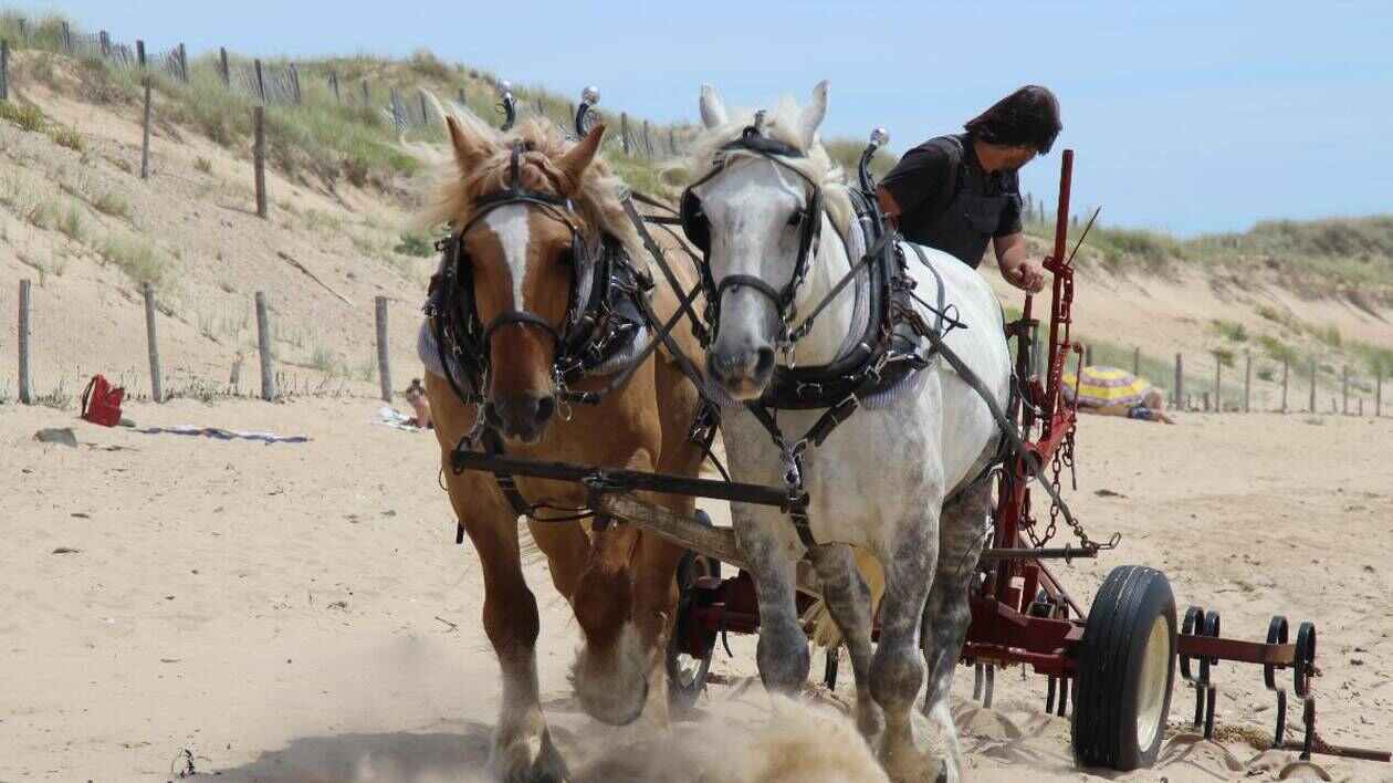 QUIZ VRAI-FAUX. Connaissez-vous la collecte des déchets à cheval à Saint-Gilles-Croix-de-Vie ?