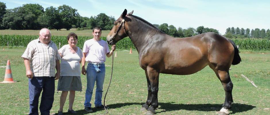 Saint-Germain-le-Guillaume. Des concours pour les Cob Normands ce samedi