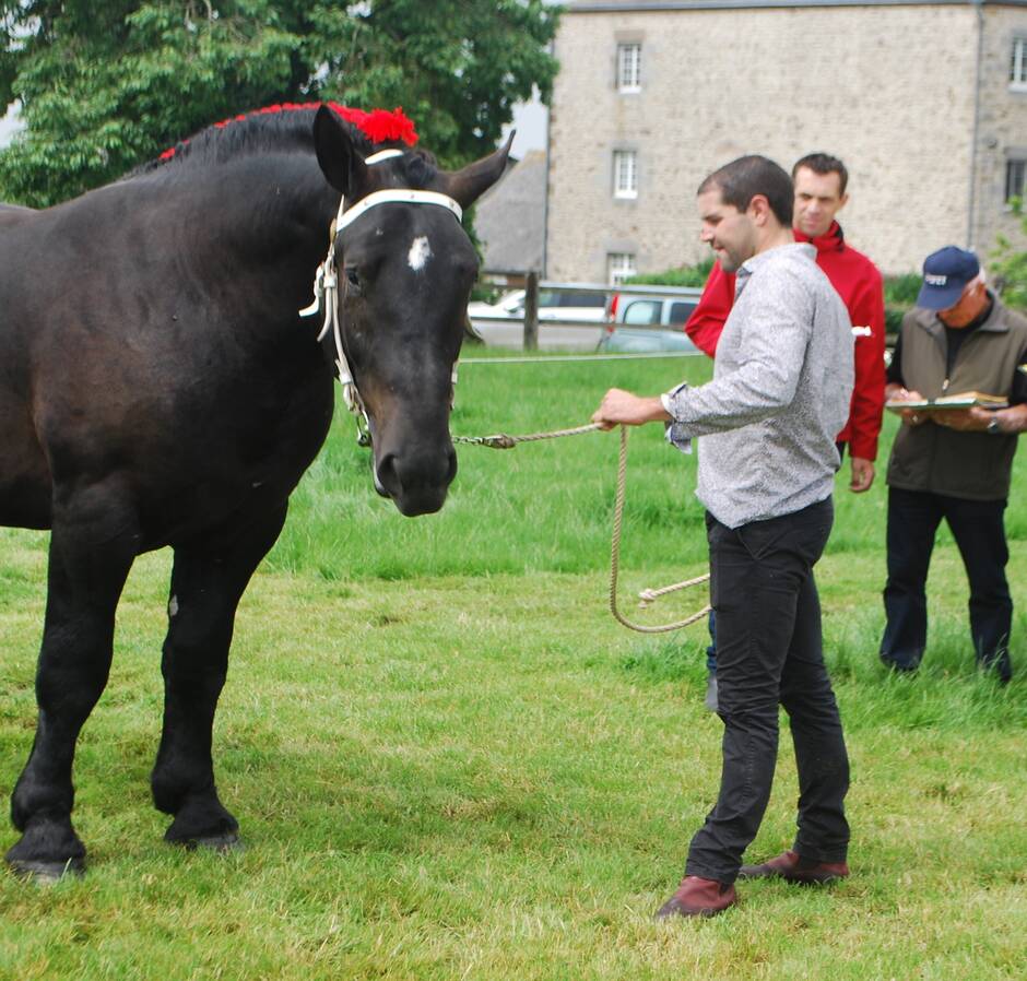 Vautorte. L’élevage Paris a accueilli un concours percheron