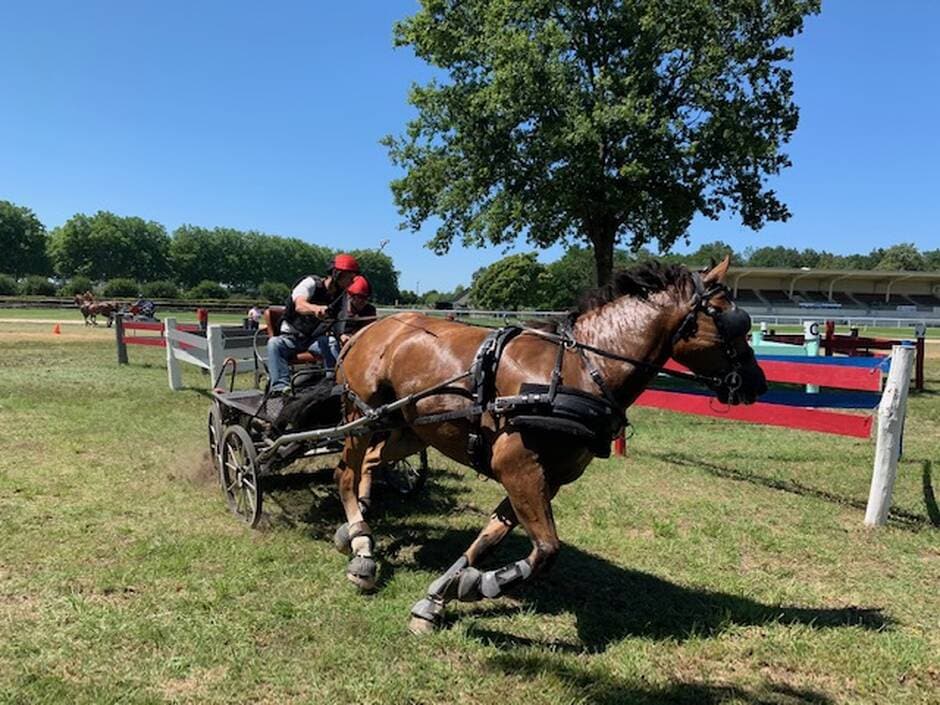 Écommoy. Plus de mille personnes en deux jours au concours d’attelage