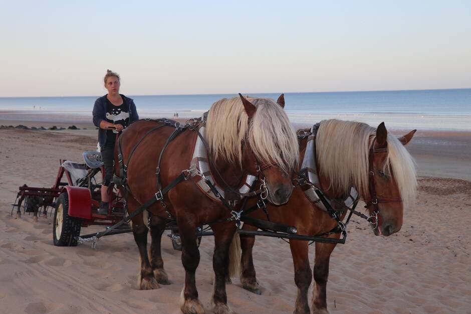 Saint-Hilaire-de-Riez. Des chevaux pour faciliter le nettoyage des plages.