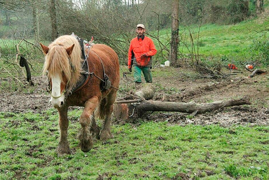 Vendée. Le cheval de trait ou « l’attraction » animale