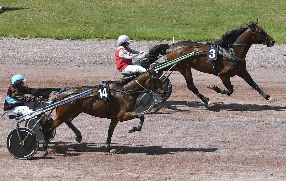 Le Mans. Des courses hippiques à enjeu PMU samedi à l’hippodrome des Hunaudières