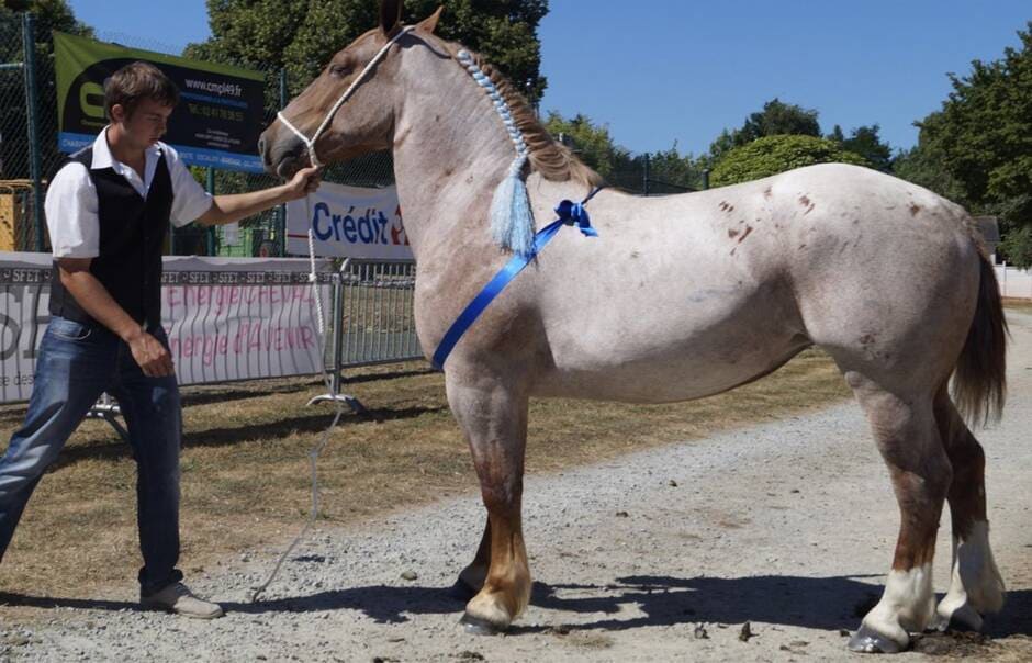 Mauges-sur-Loire. Nouveau galop pour le cheval breton