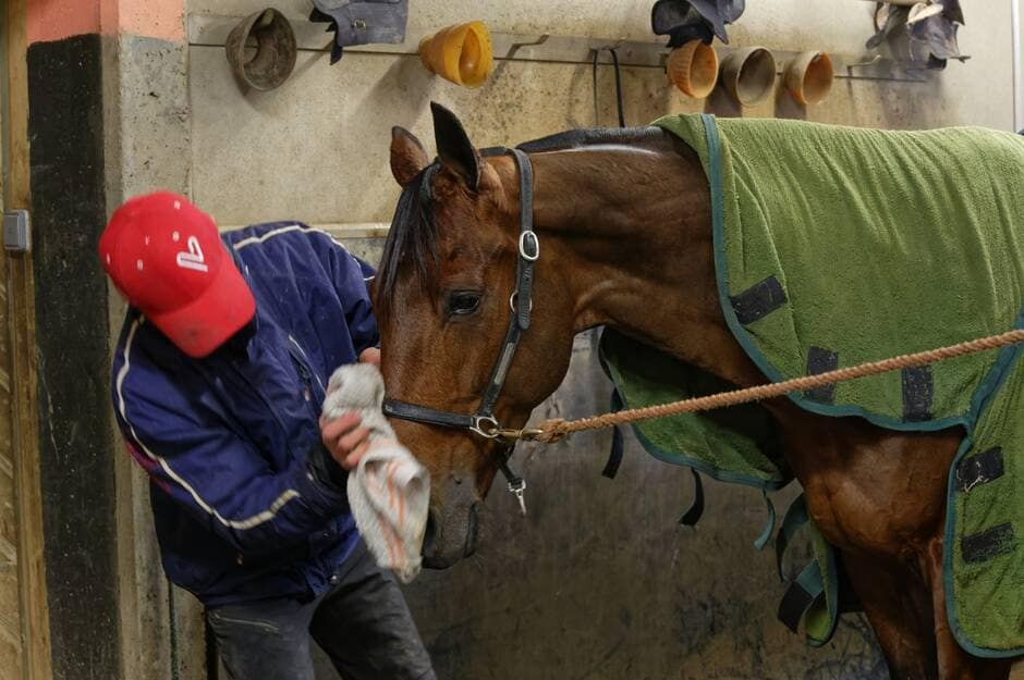 Hippisme. Quatre choses à savoir sur le bien-être équin