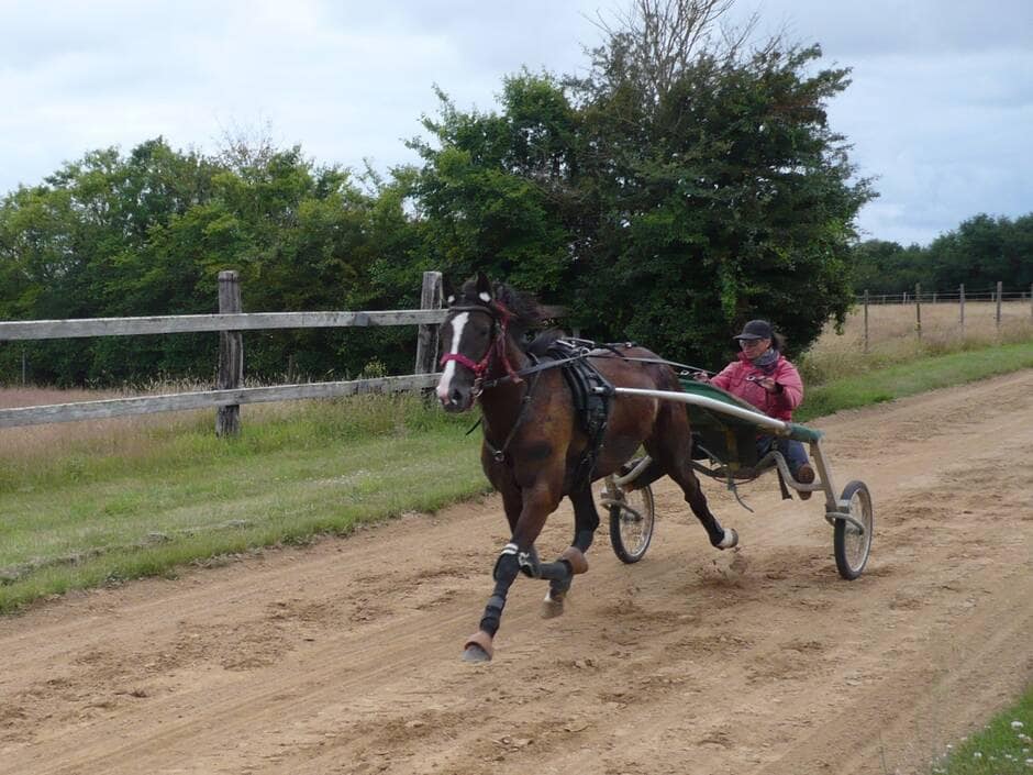 La Vendée, terre de prédilection pour trotteurs