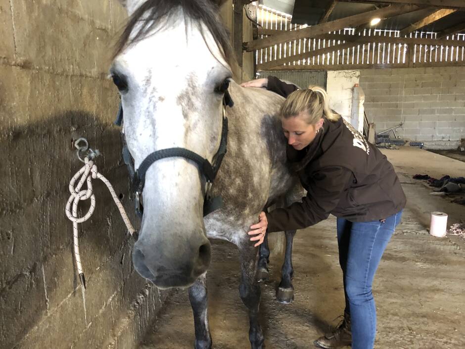 Château-Gontier. Stéphanie Cheval-Coppin soigne les chevaux par l’acupuncture