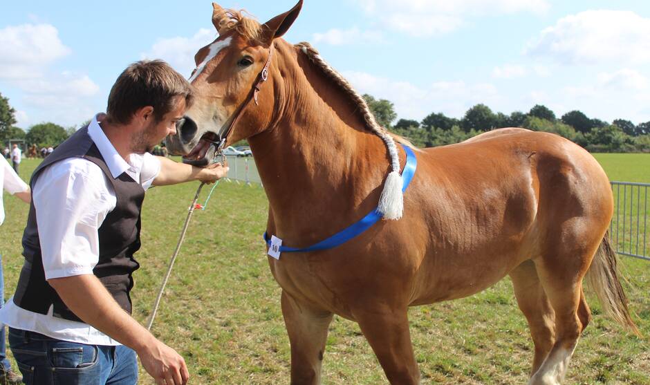 Erdre-en-Anjou. Le cheval breton séduit aux concours