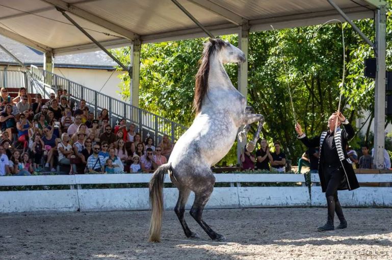 La Roche-sur-Yon. Dimanche, le Haras de la Vendée accueille la 3e édition des Cavalcades