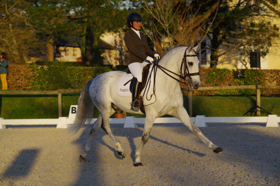 Vendée : 200 cavaliers attendus au Haras pour le concours national de dressage