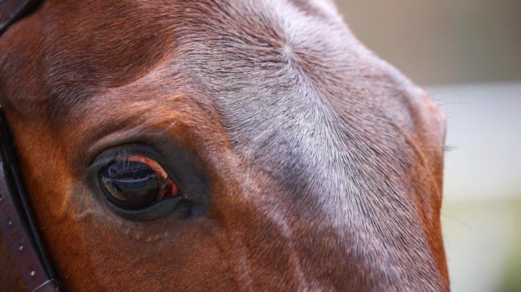 Les contours de la loi visant à renforcer la lutte contre les maltraitances animales s’affinent