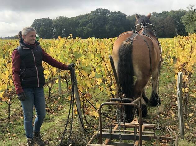 Vignoble de Nantes. Et si les vignerons utilisaient des chevaux et des robots ?