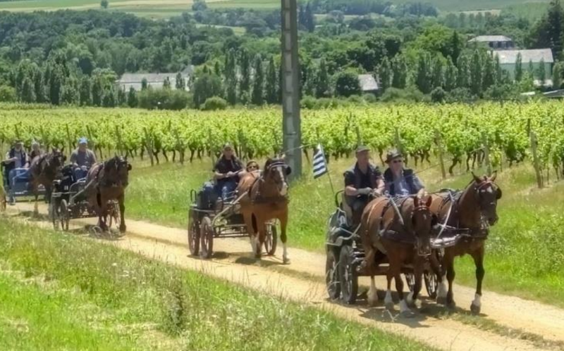 Une calèche et des chevaux vont déambuler dans le centre-ville d’Angers, le Salon du Cheval fait sa promo !