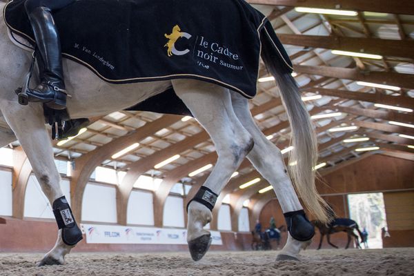 A Saumur, le Cadre Noir mise sur de nouvelles selles pour le confort des cavaliers et des chevaux