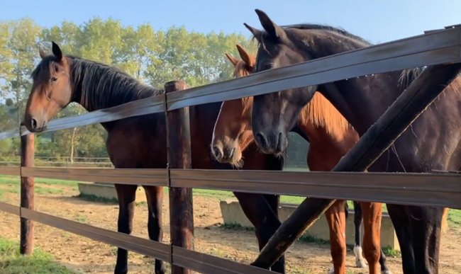 L'entraîneur Franck Leblanc présente ses clôtures Horserail au Haras du Grand Buisson (53)