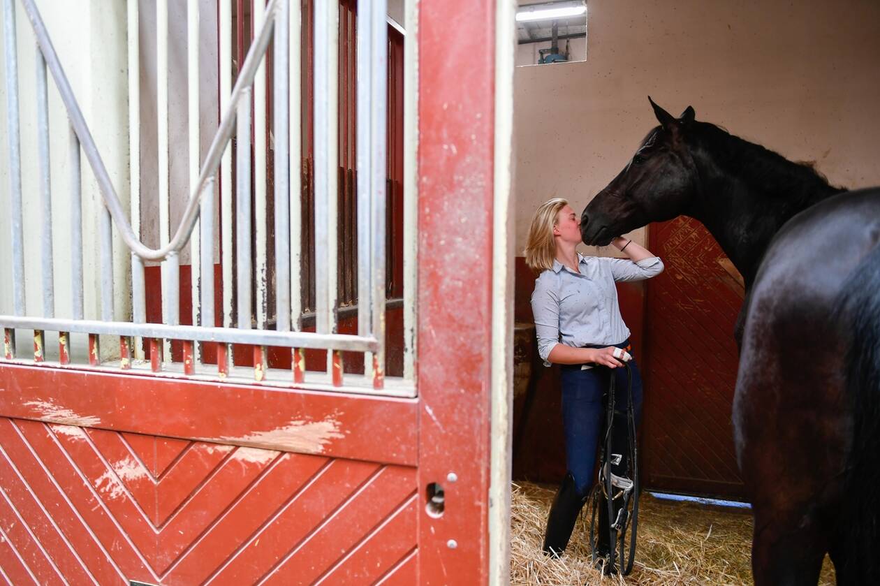 Maine-et-Loire. Après l’affaire des chevaux mutilés, comment protéger les animaux ?