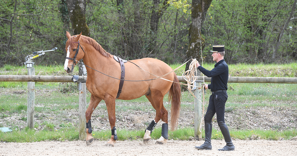 Apprentissage et cheval : renforcer liens et confiance