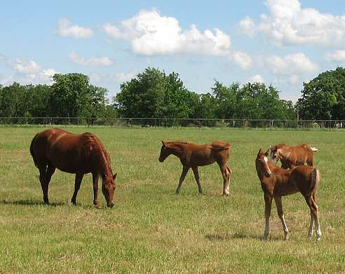 Stage Techniques d'apprentissage des jeunes chevaux aux soins courants