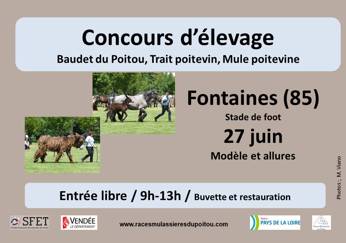 Modèles et allures races mulassières du Poitou