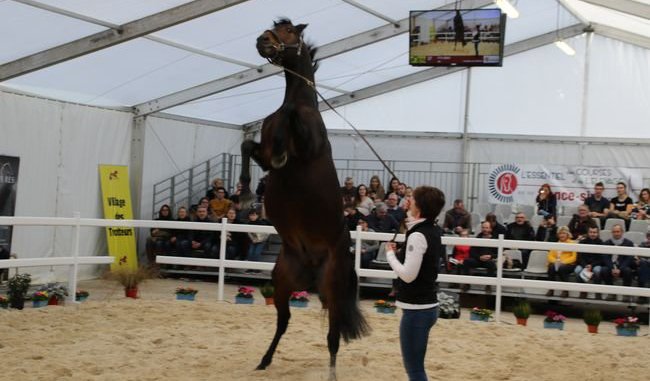 Salon des Etalons de course - Le Lion d'Angers