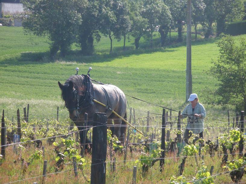 Cheval de Trait Poitevin