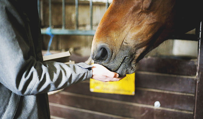 À la prison d’Orvault, des chevaux pour soigner les détenus