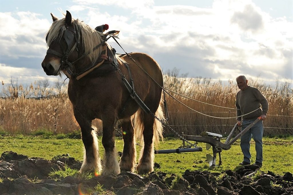 La Roche-sur-Yon : cultiver sa terre avec un cheval
