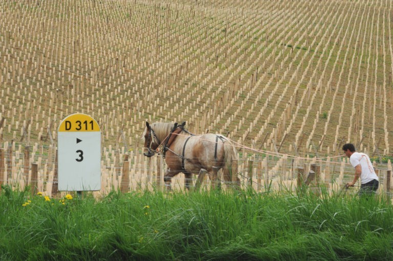 Château Belmar à Mamers, après le vignoble c’est désormais le chai qui sort de terre dans un chantier exceptionnel