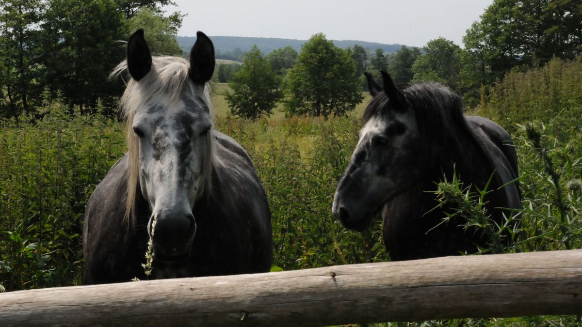 Salon de l’agriculture : Percheron, le cheval aux 1000 et un attraits