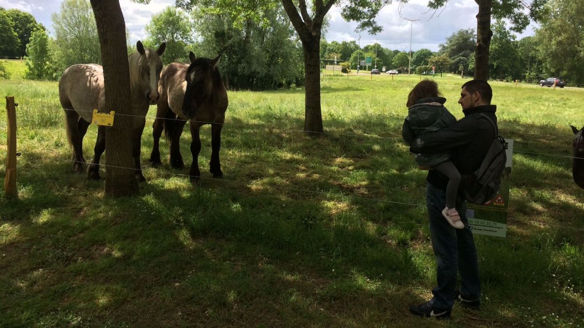 Cholet : de l'éco-pâturage pour sauver les chevaux Trait Poitevin