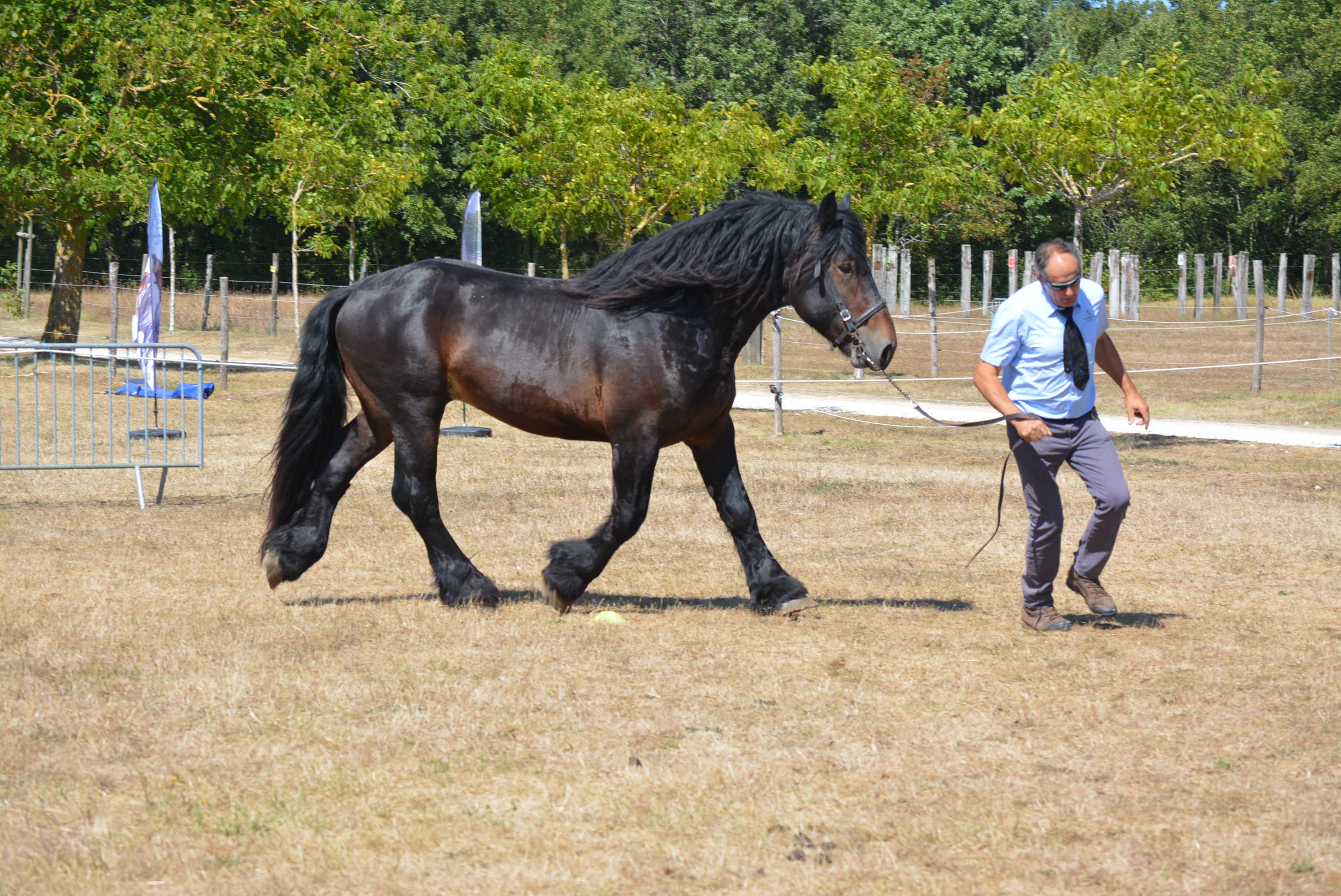 Championnat national des races mulassières du Poitou