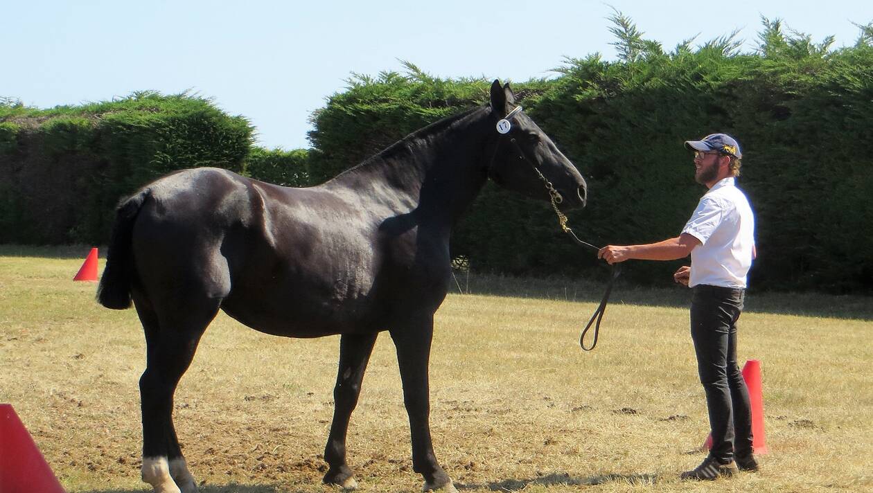 Chaumes-en-Retz. Un concours régional pour les chevaux Cob Normand