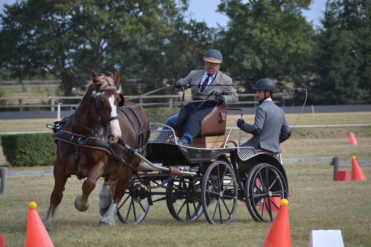 Attelage : les meilleurs chevaux français ont commencé à s’affronter à Meslay-du-Maine