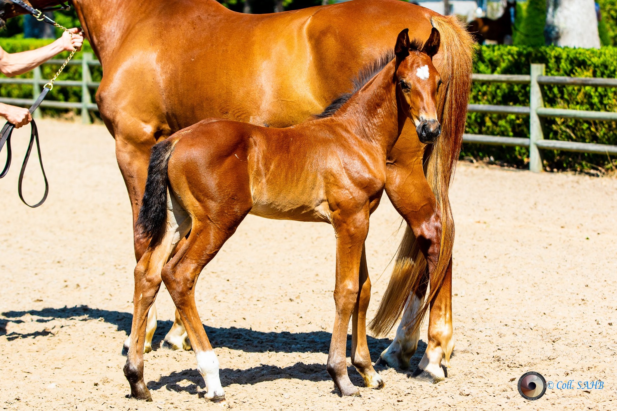 Retour en images sur le concours foals 2019 du Haras de Hus