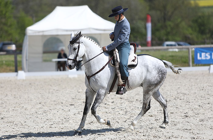 Equitation de travail : un tournoi international aux Herbiers