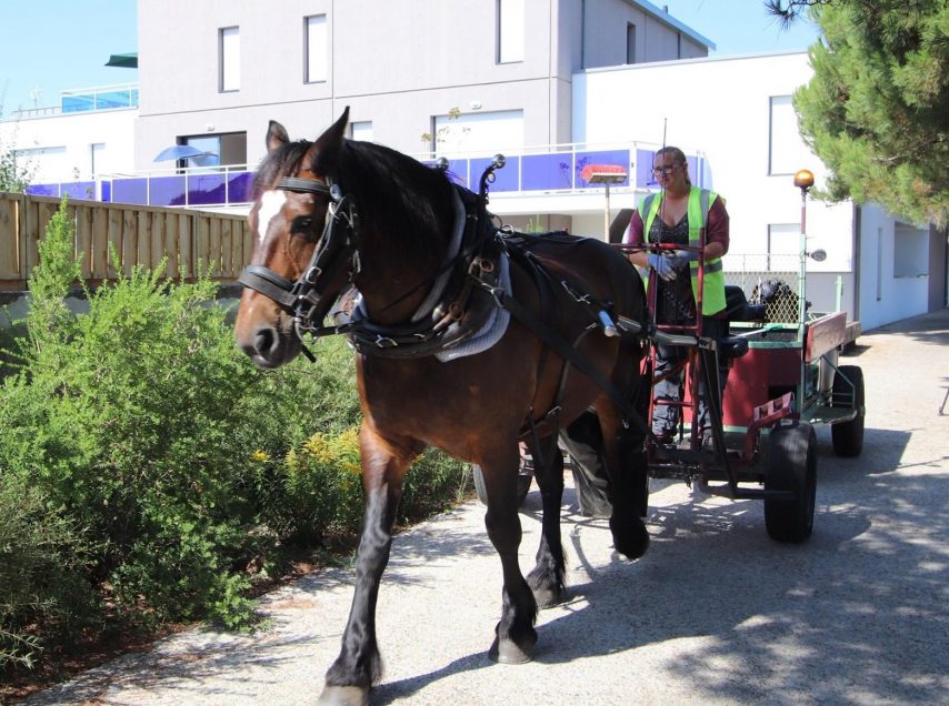 Saint-Gilles-Croix-de-Vie : lorsque le cheval remplace le polluant camion à ordures
