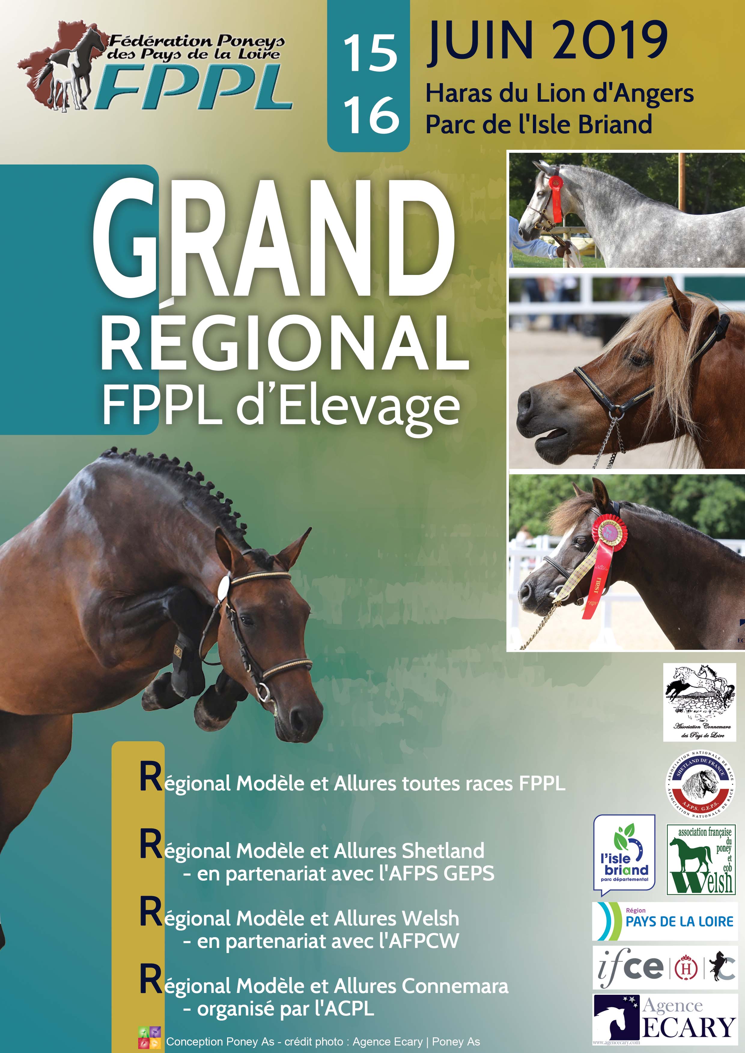 Grand Régional poneys au Lion d'Angers