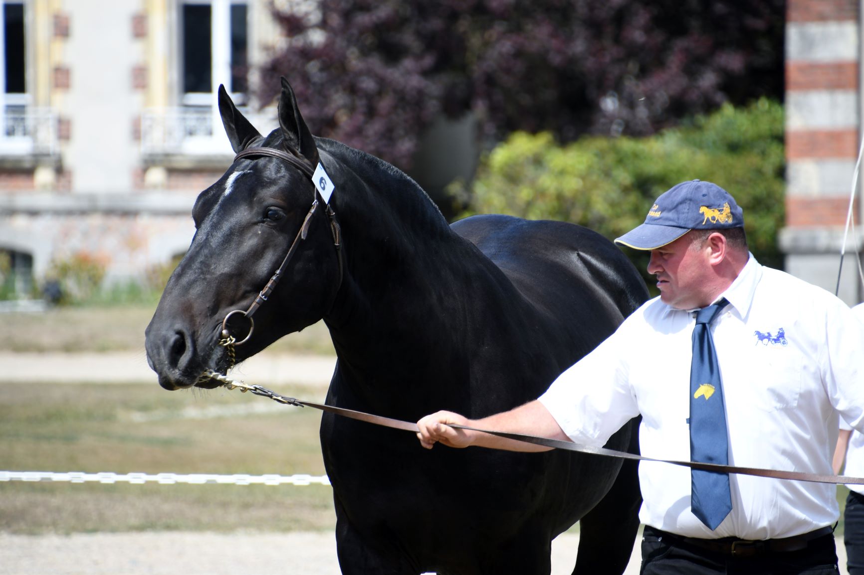 Trophée des Pays de la Loire des chevaux de trait