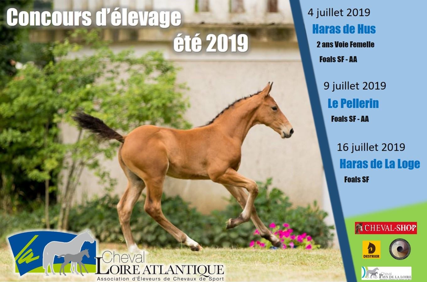 Concours foals et 2 ans de Loire Atlantique été 2019