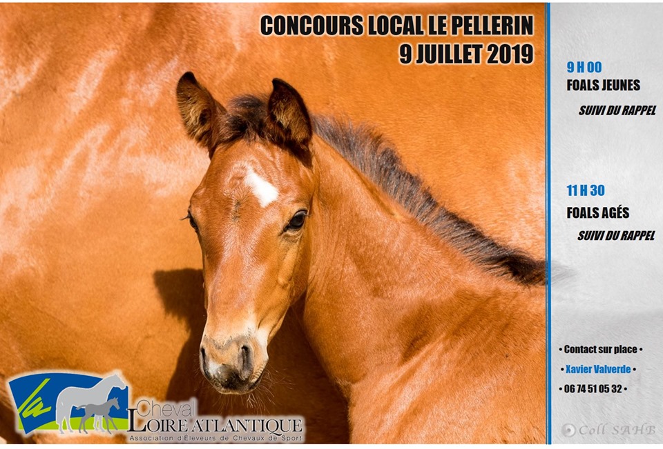 Concours local foals au Pellerin
