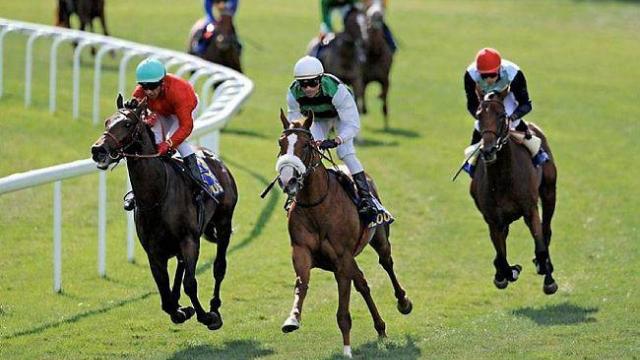 Réunion mixte à l'Hippodrome de Savenay